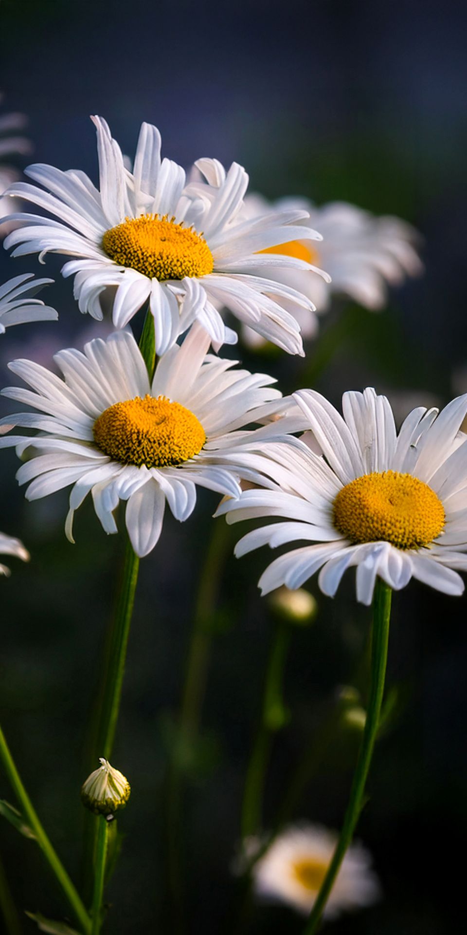Daisies For
